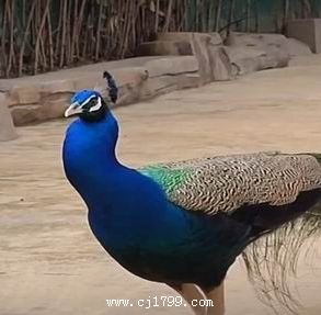 东湖飞鸟世界