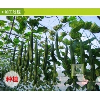 丝瓜抹布