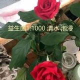 植物微生物制剂延长鲜花保鲜期