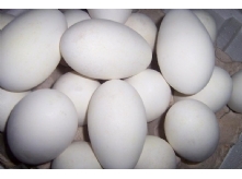 白皮鹅蛋