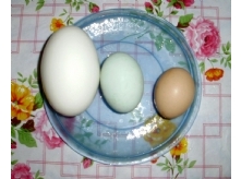 鹅鸭鸡蛋