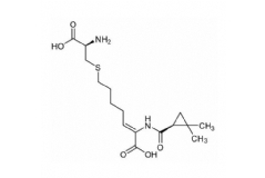 Cilastatin
