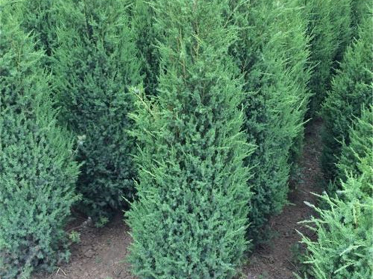 塔柏（四季常青）