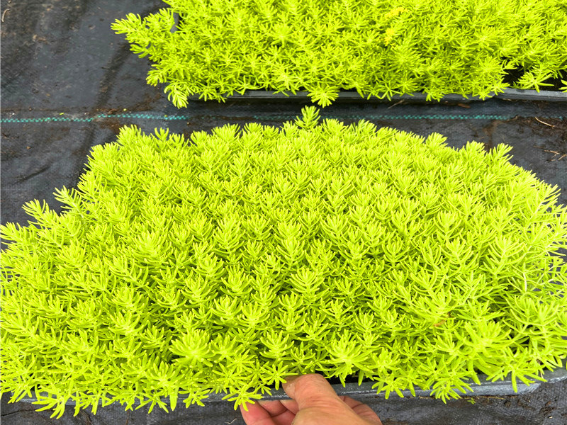 金叶佛甲草托盘