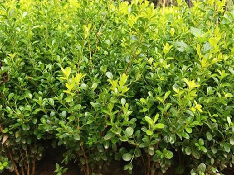 小叶黄杨